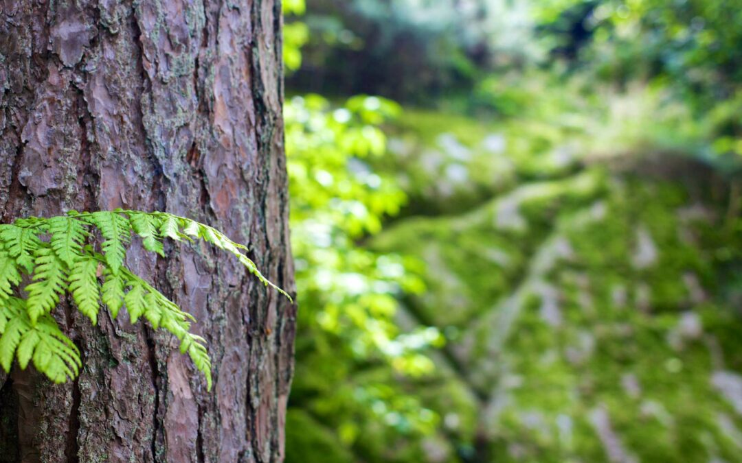 Hommage : la plantation d’arbre
